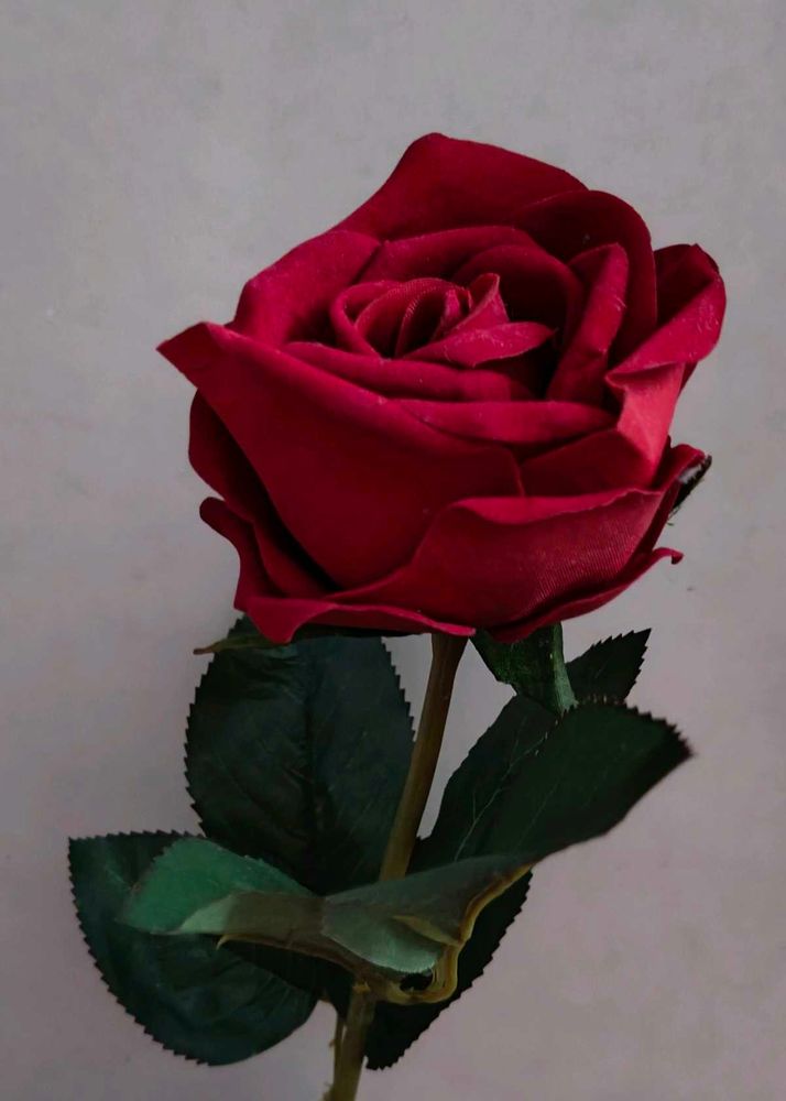 Velvet Red♥️♥️ Rose For Some One Special