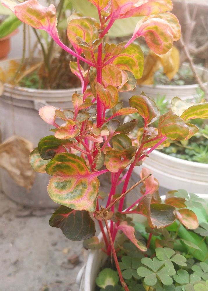 Iresine Rooted  Pink