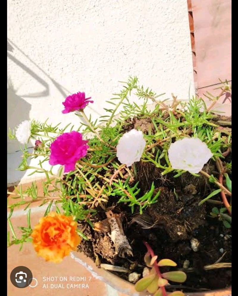 Portulaca Plant