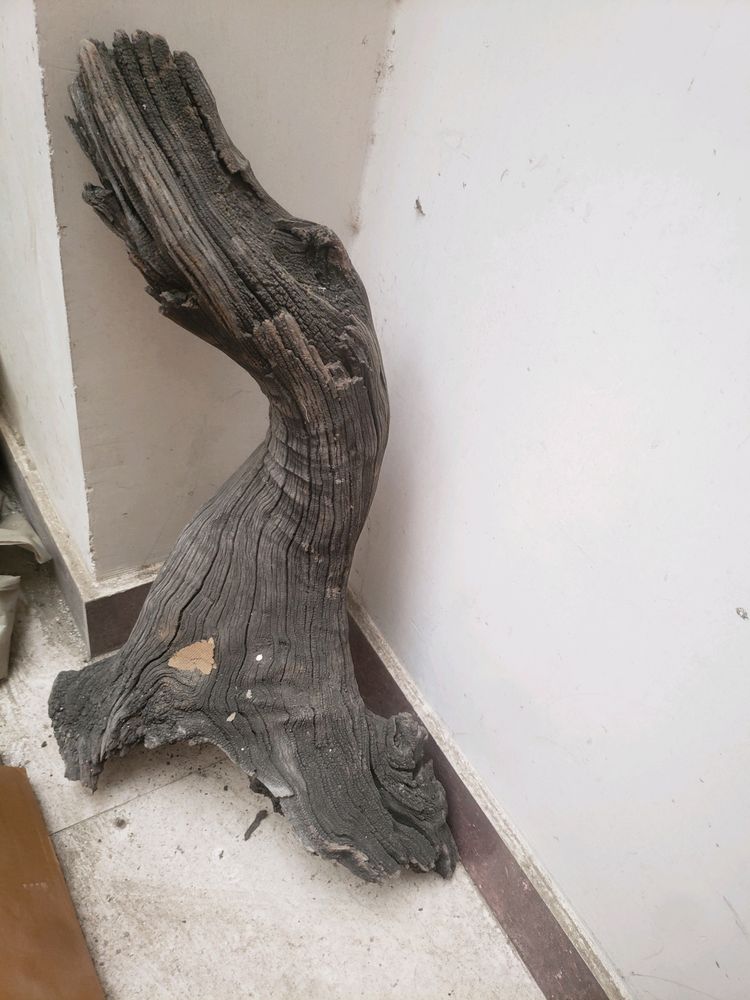 Drift Wood Natural From HARIDWAR