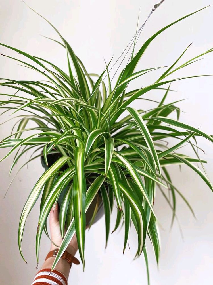 Spider Plant