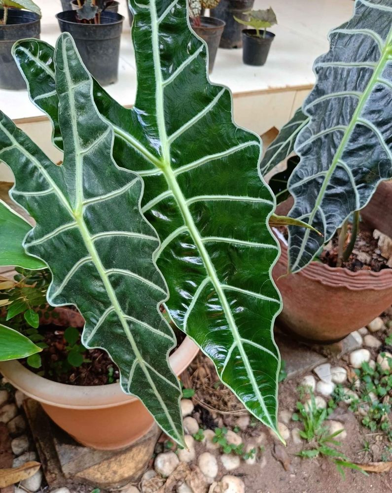 Alocasia Amazonica Big Plant