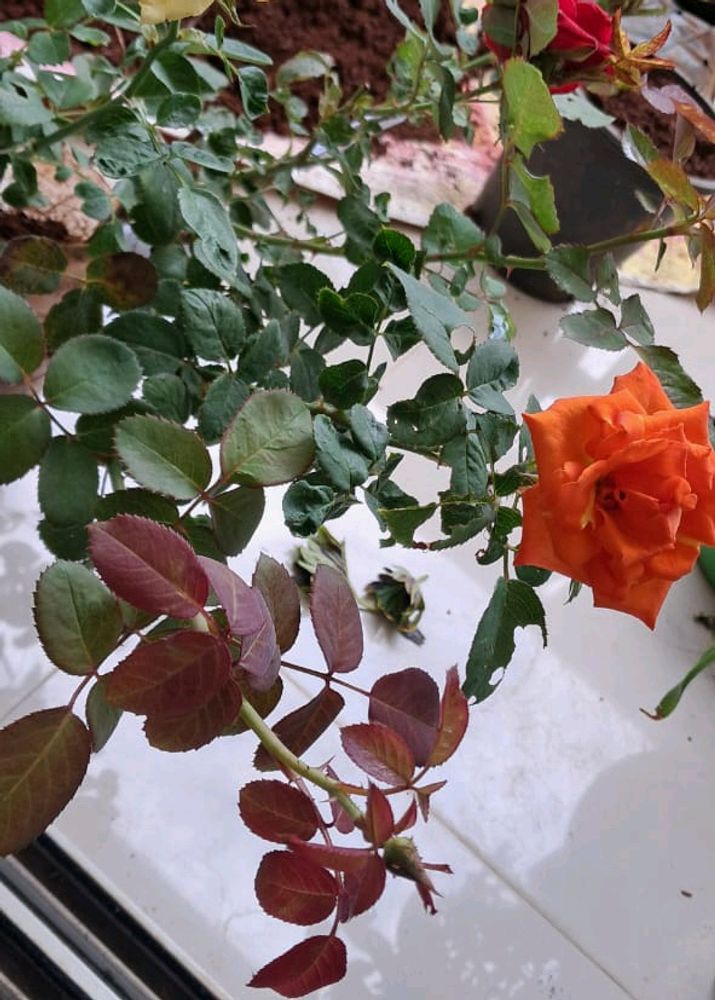 Rose Plant In Offer