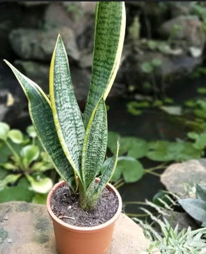 Snack Plant With Nursery Pot