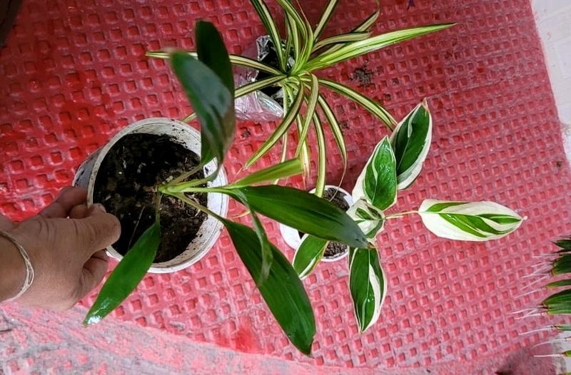 Set 3 Never...&Dracaena Ruby Healthy Plant