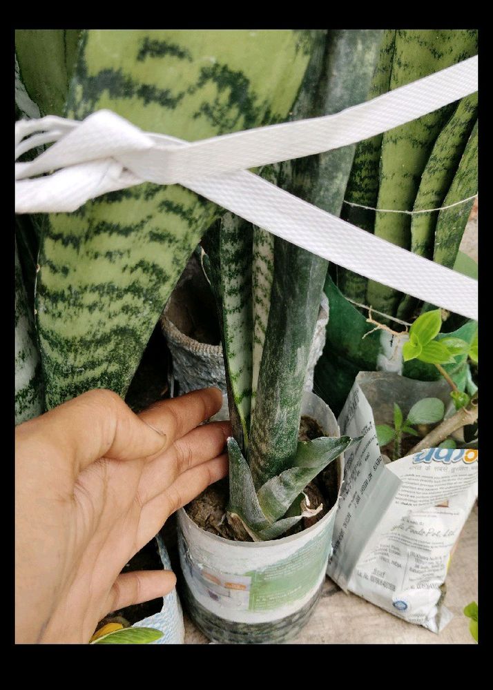 Snake Plant