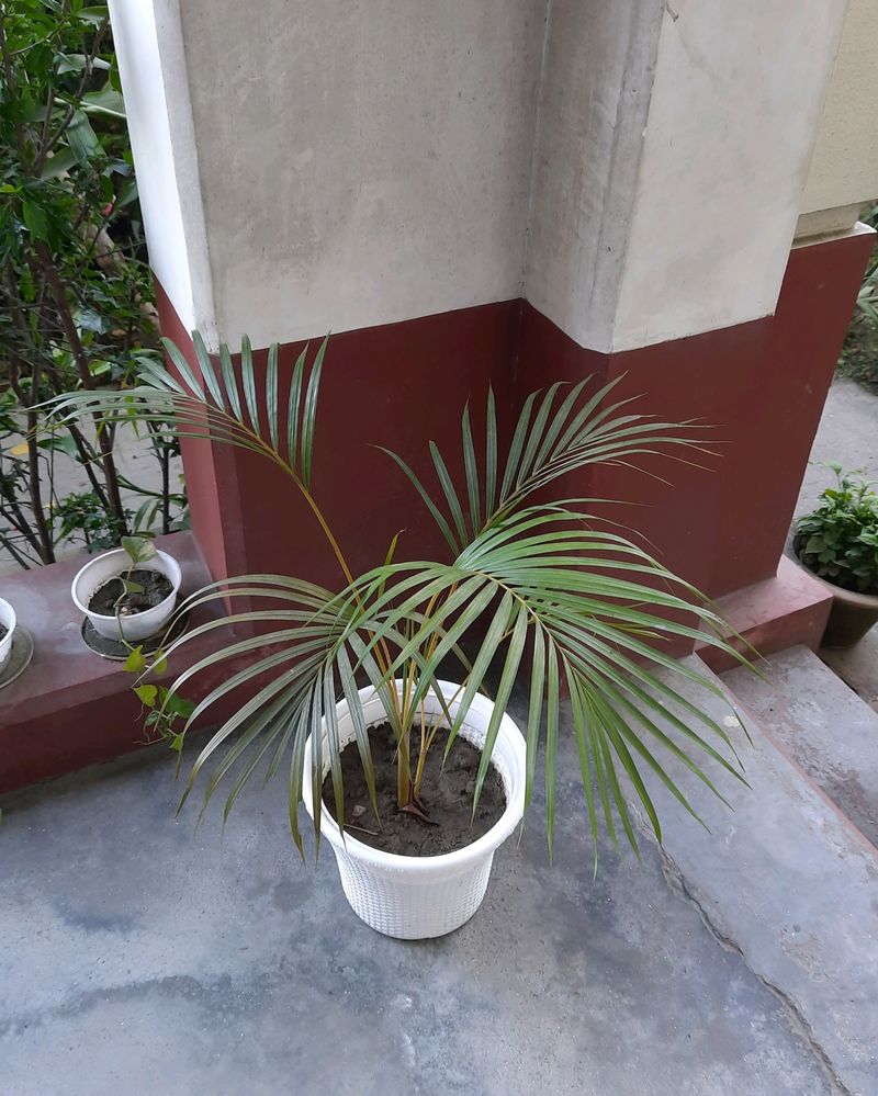 Areca Palm