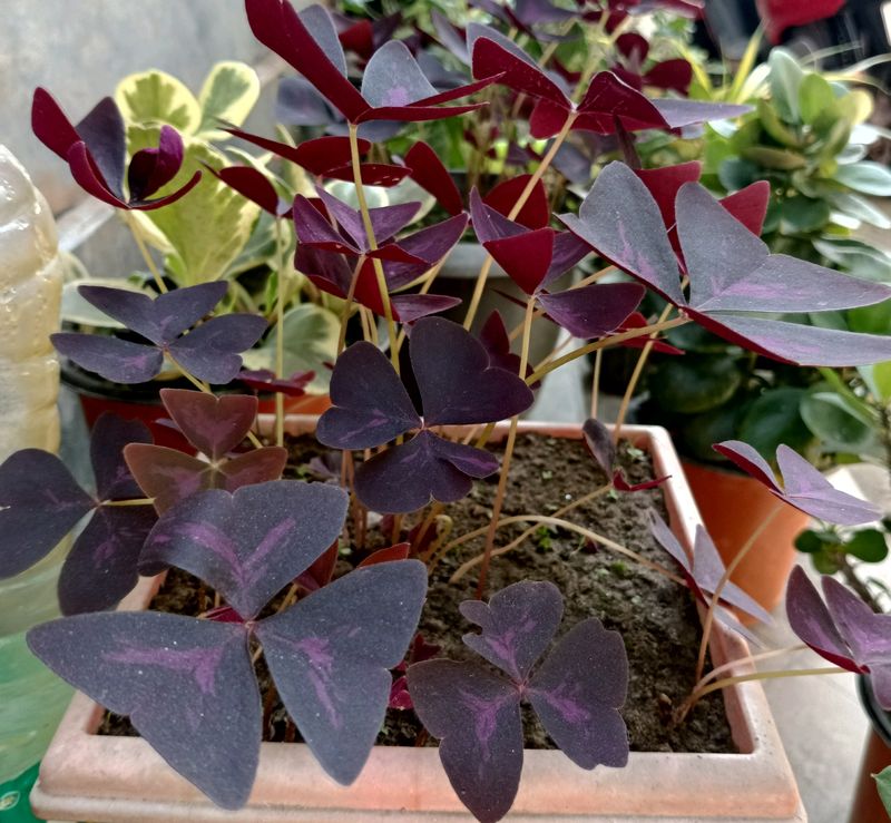 Purple Oxalis Triangularis