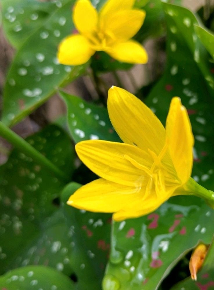 10 Bulbs Rain Lily