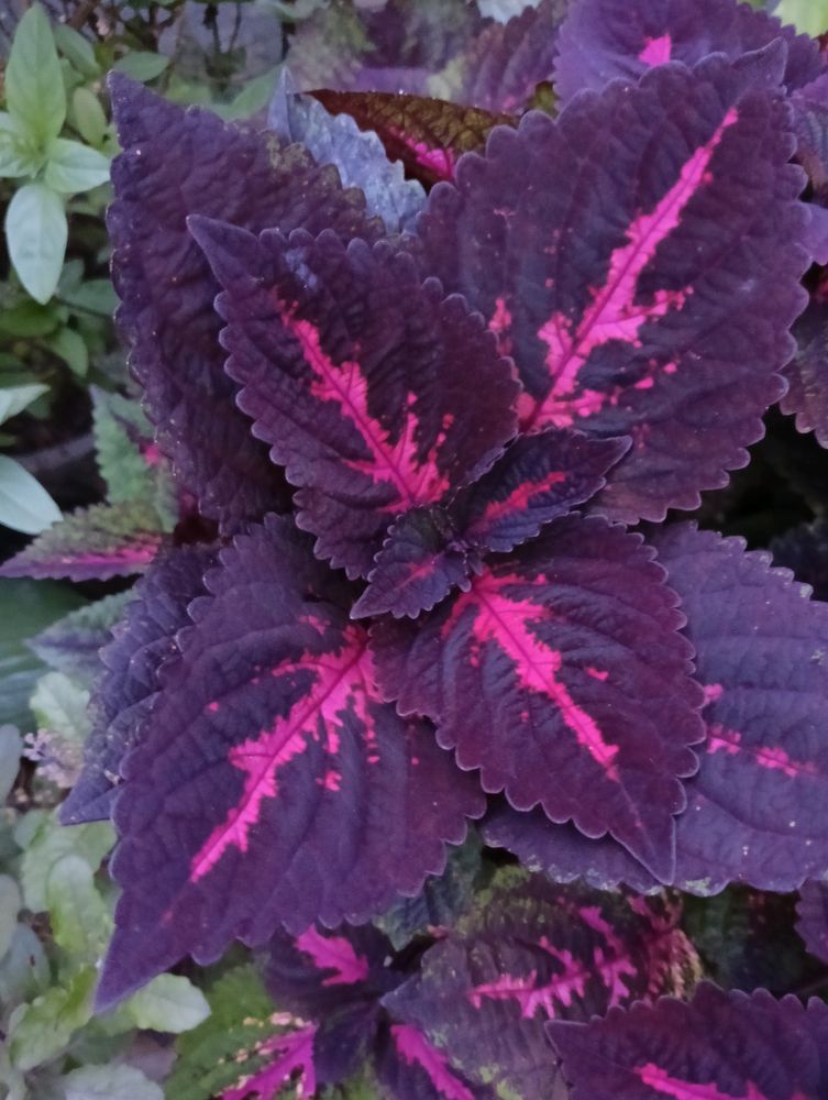 Coleus