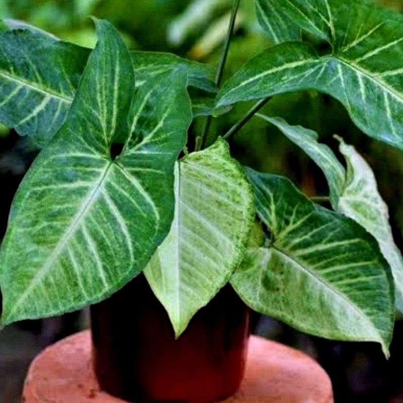 Syngonium Plant - Air Purifier ☘️🌱