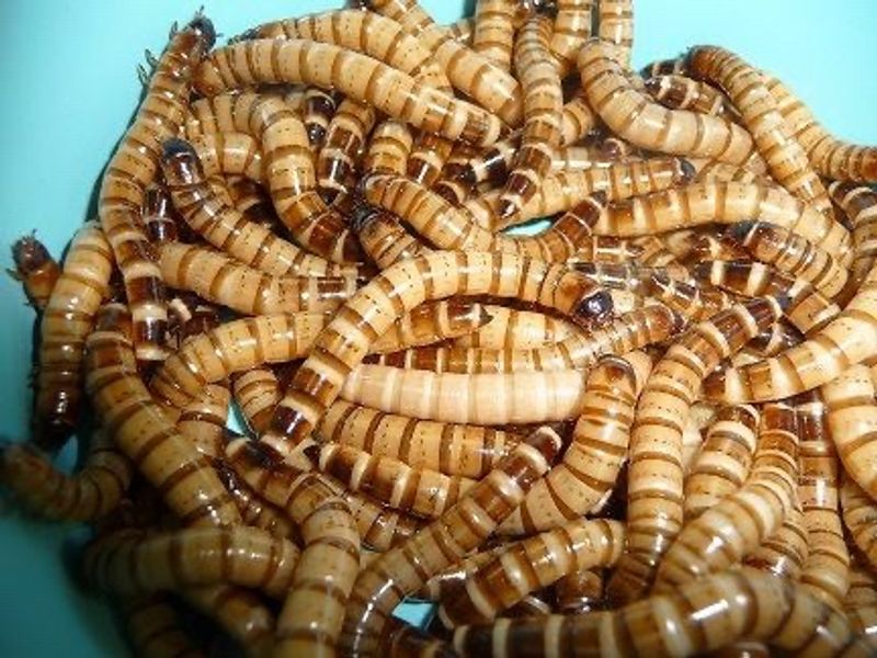 Super meal Worms