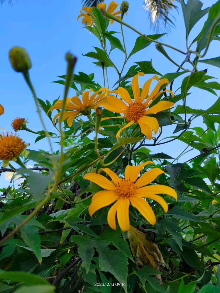 Tithonia Diversifolia (Mexican Sunflower)