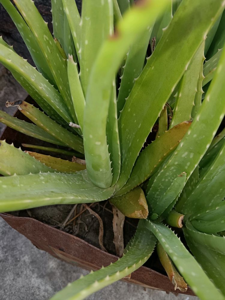 Aloe Plant