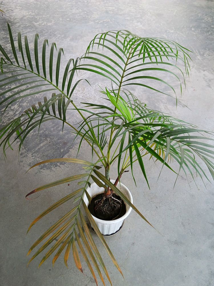 Areca Palm 450