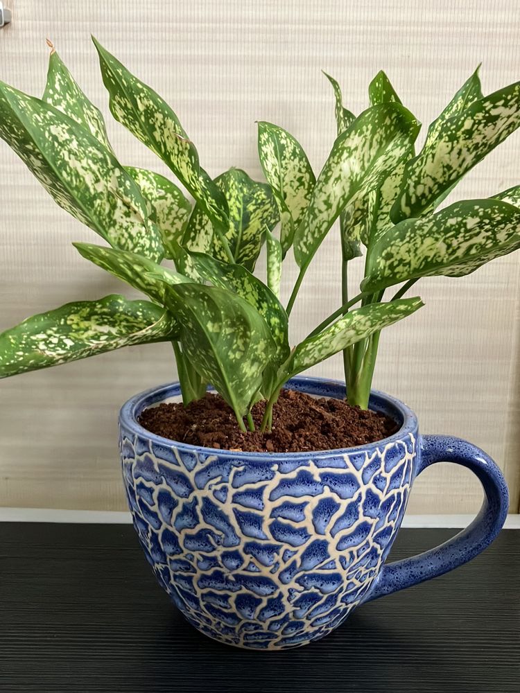 Snow White Aglaonema Plant (1)