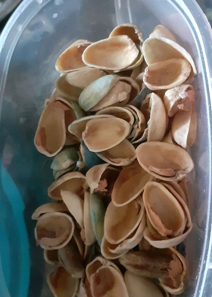 Pista Shells