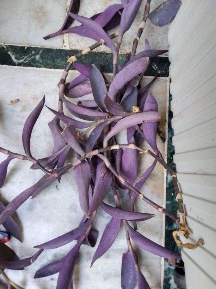 Purple Heart Plant♥️