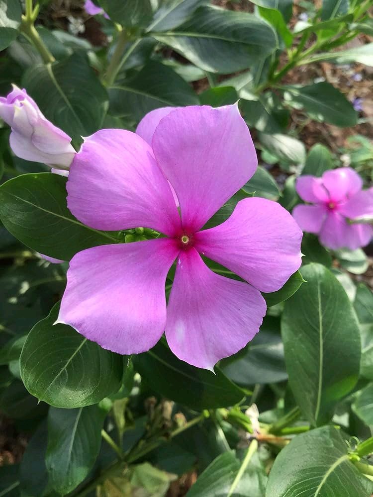 Pink Beautiful Sadabhaar Flower Plants