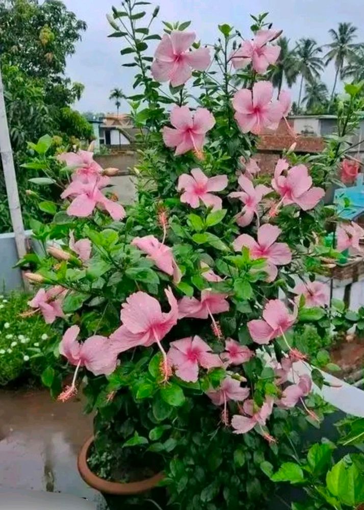 Combo Of 3 Color Hibiscus Cutting Available