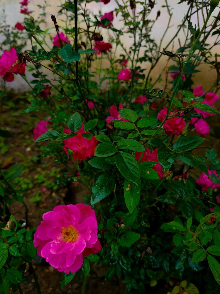 Beautiful 🌹 roses