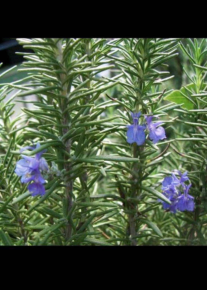 Rosemary And Stroberry Live Plant