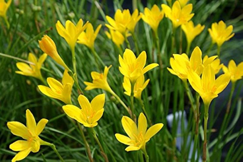 Yellow Rain Lily Seeds 20/-