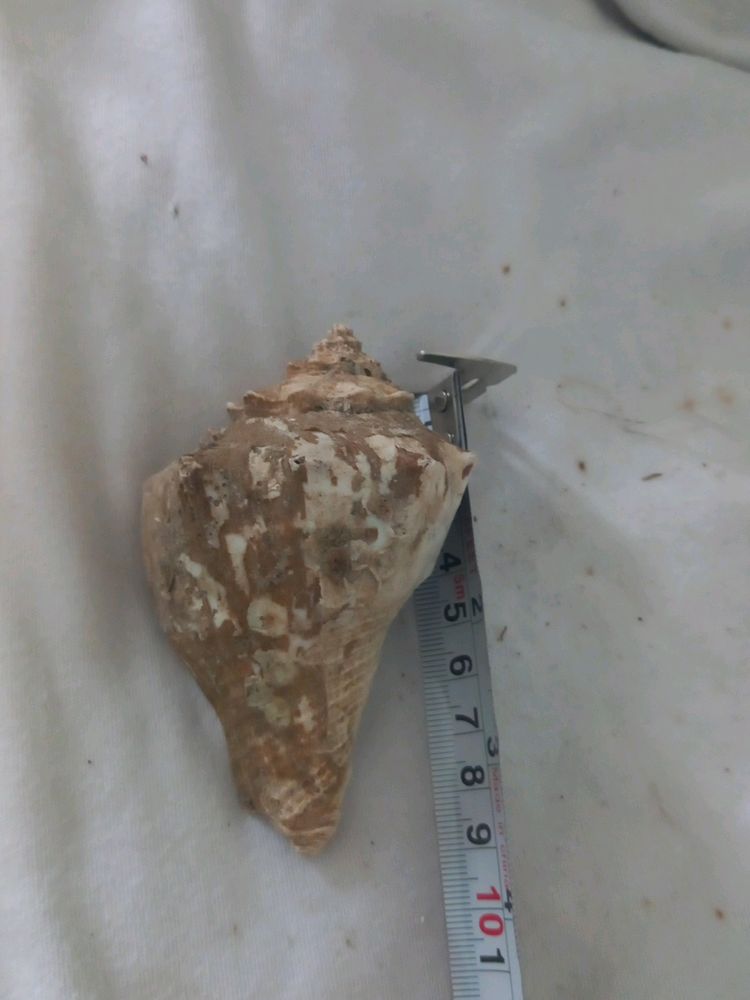 1 hour Offer Only)New Sea Shell