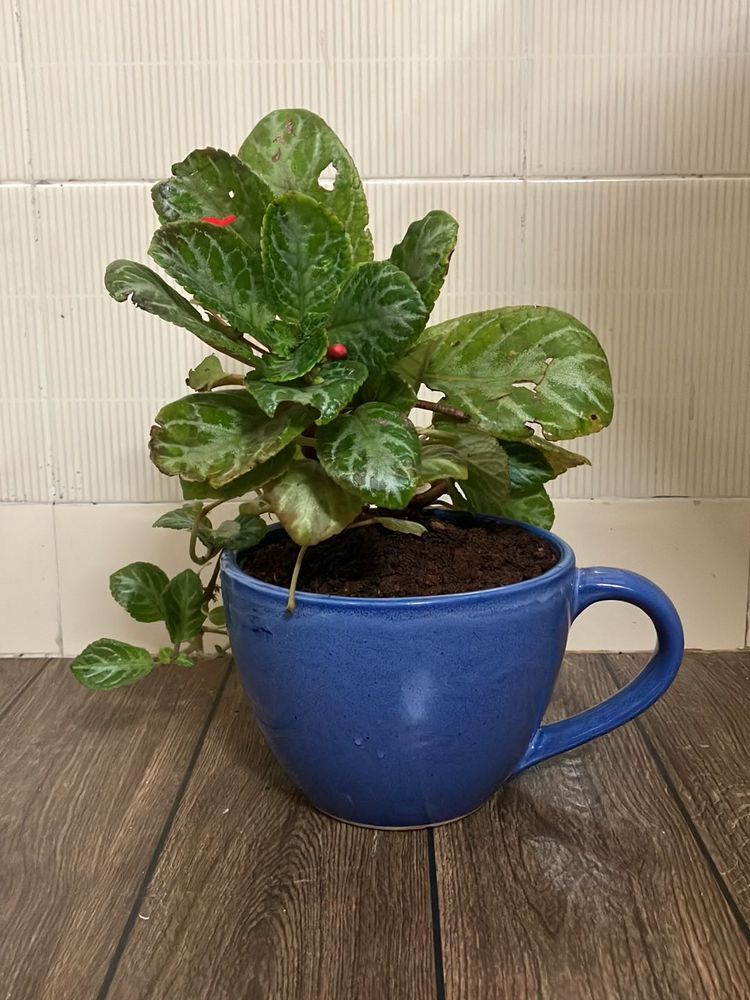 Episcia  Cupreata Plant