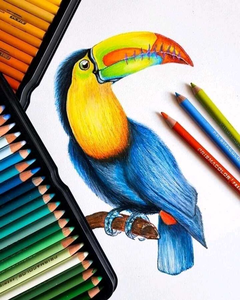 Bird Drawing