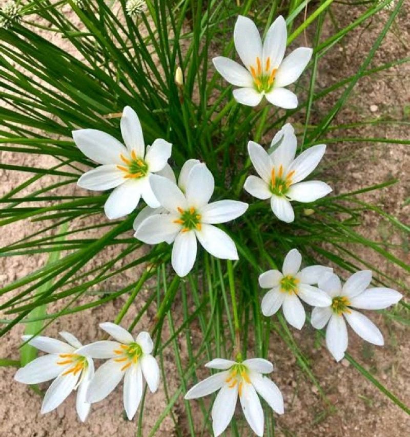 Beautiful Plants