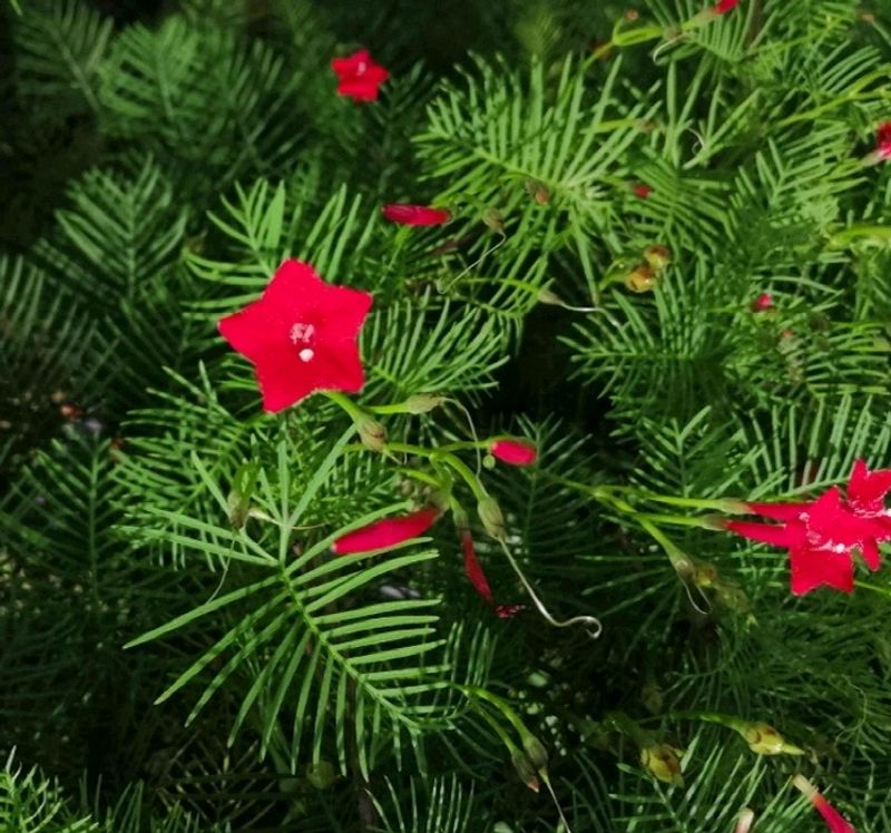 Cypress Vine Live Plant RED