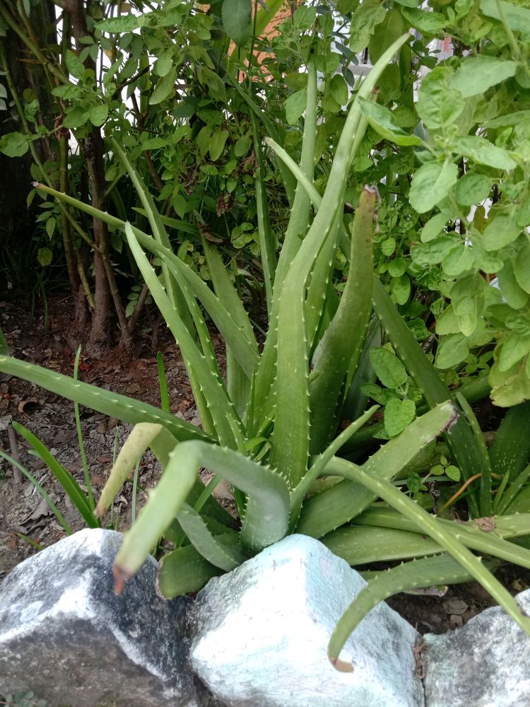 1 Aloe Vera Live Baby Plant