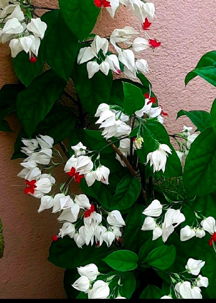 Brautiful Bleeding Heart Flower Plant With Root