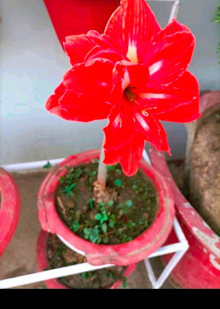 Beautiful Healthy Red Flower Bulb 5 Pcs.only