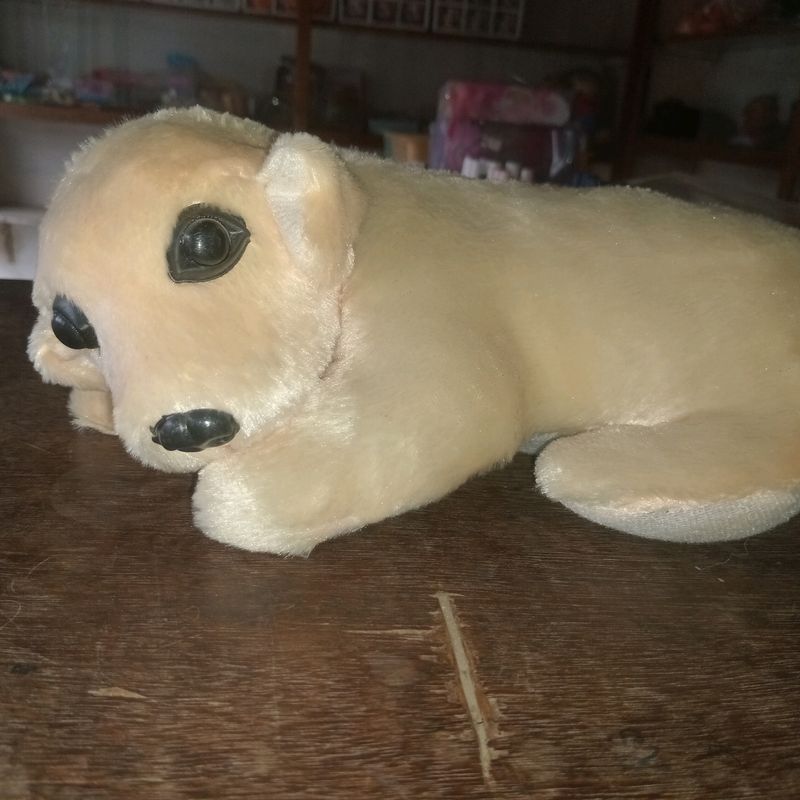 This Is A Toy Dog