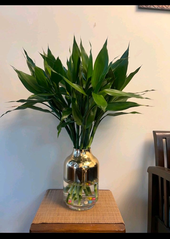 Big Lucky Plants (Bamboo Plant)