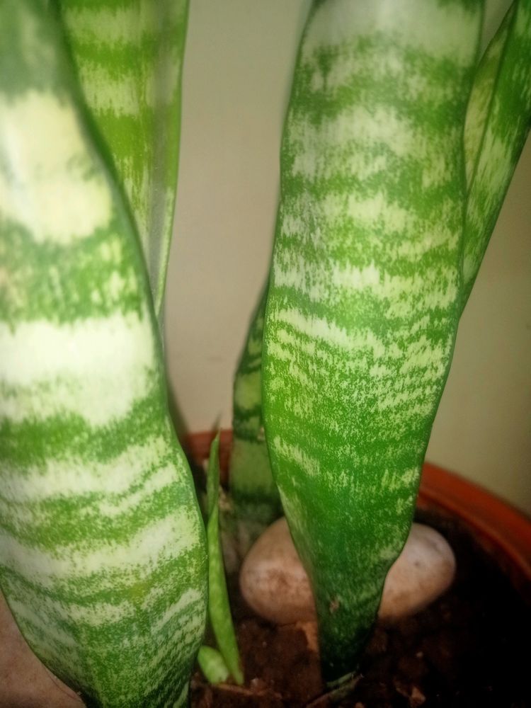 Real Snake Plant