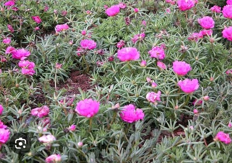 Portulaca Plant