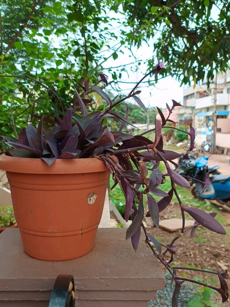 Purple Heart Queen Plant