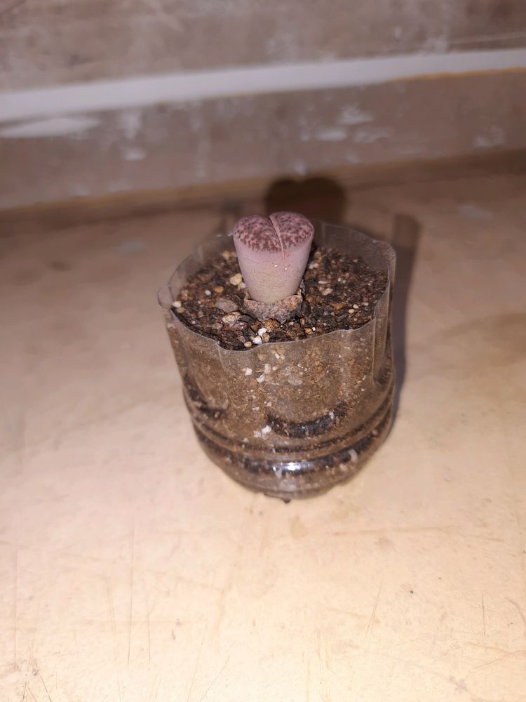 Rare Succulent (Lithop)bare Root