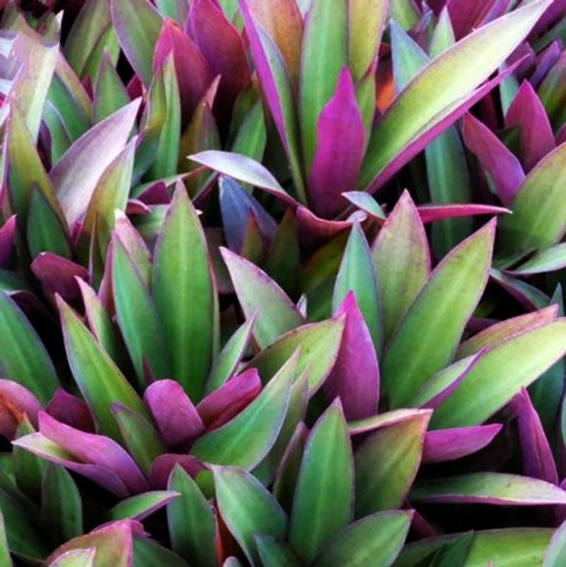 Rhoeo Spathacea (Moses)-2. Real Plant