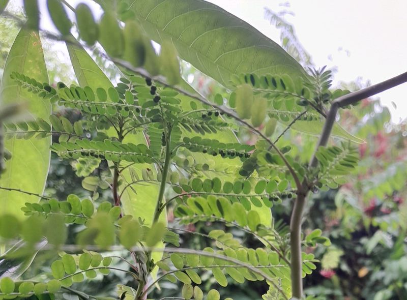 KEELANELLI SEEDS(see Below Leaves In Pictures)