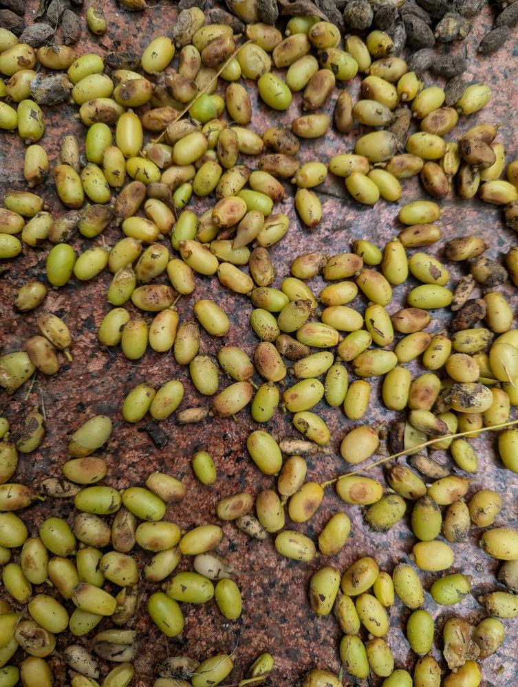 Neam Seeds