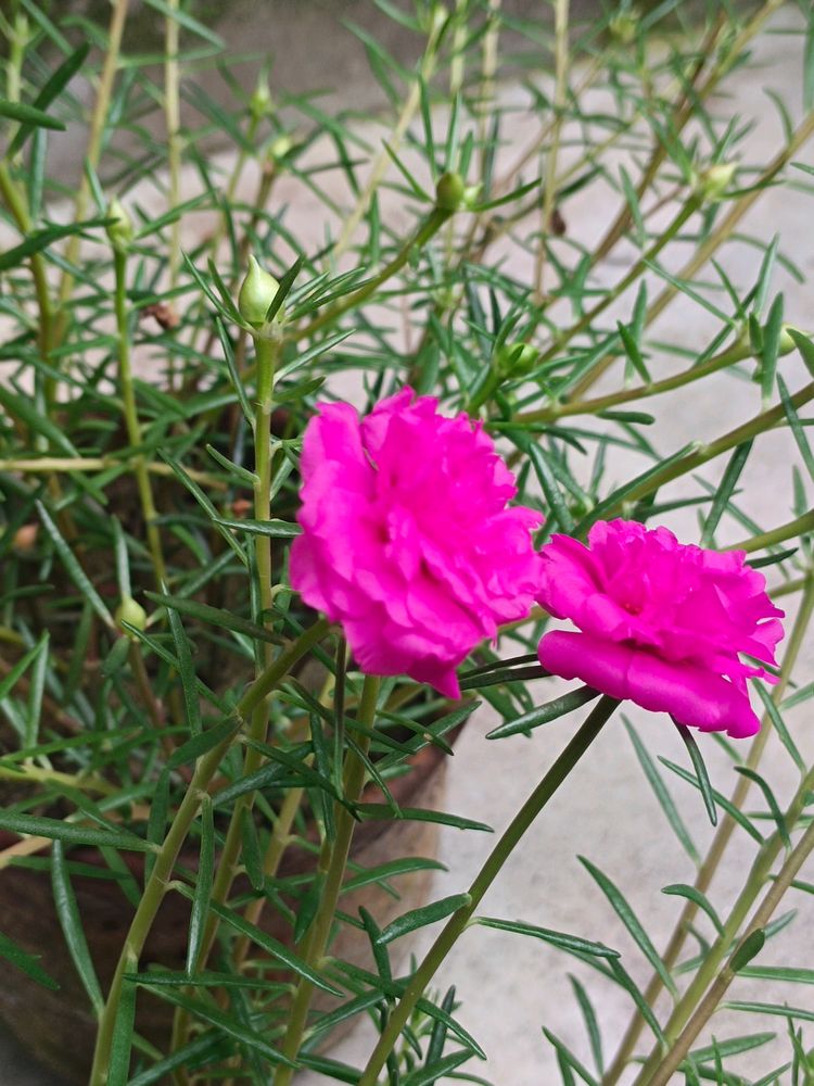 20🌸 Beautiful Pink Moss-rose purslane 🌸🌸