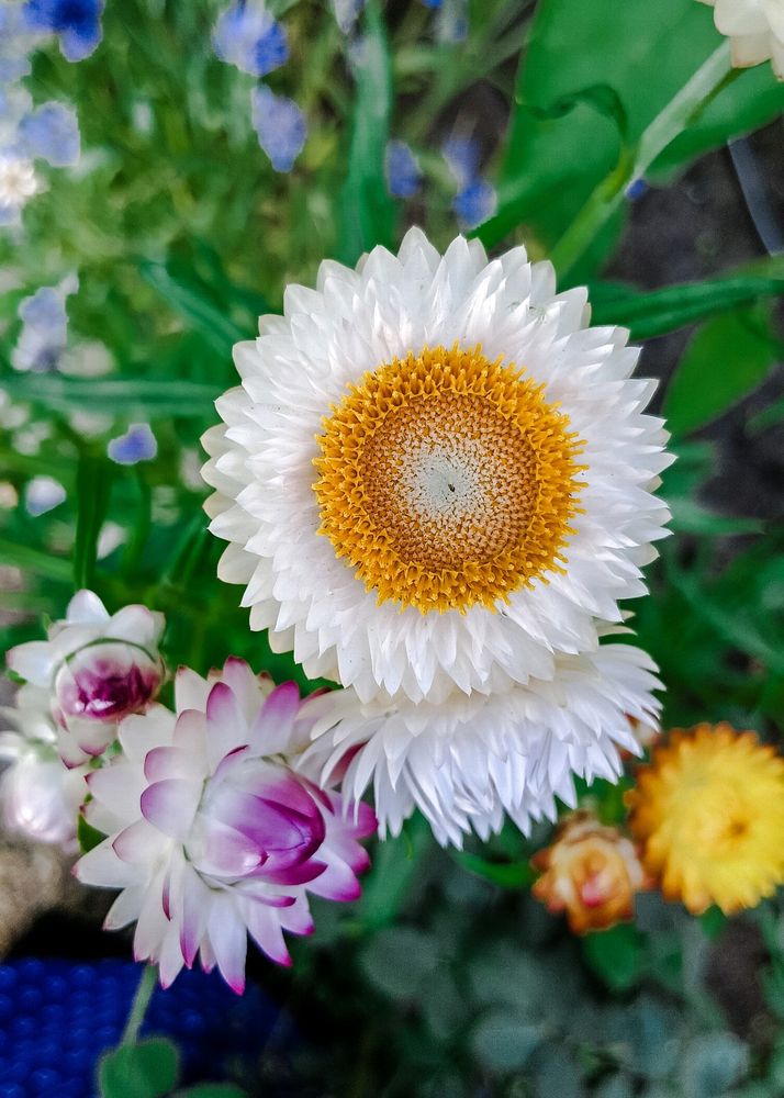 Strawflowers/Plastic Flowers