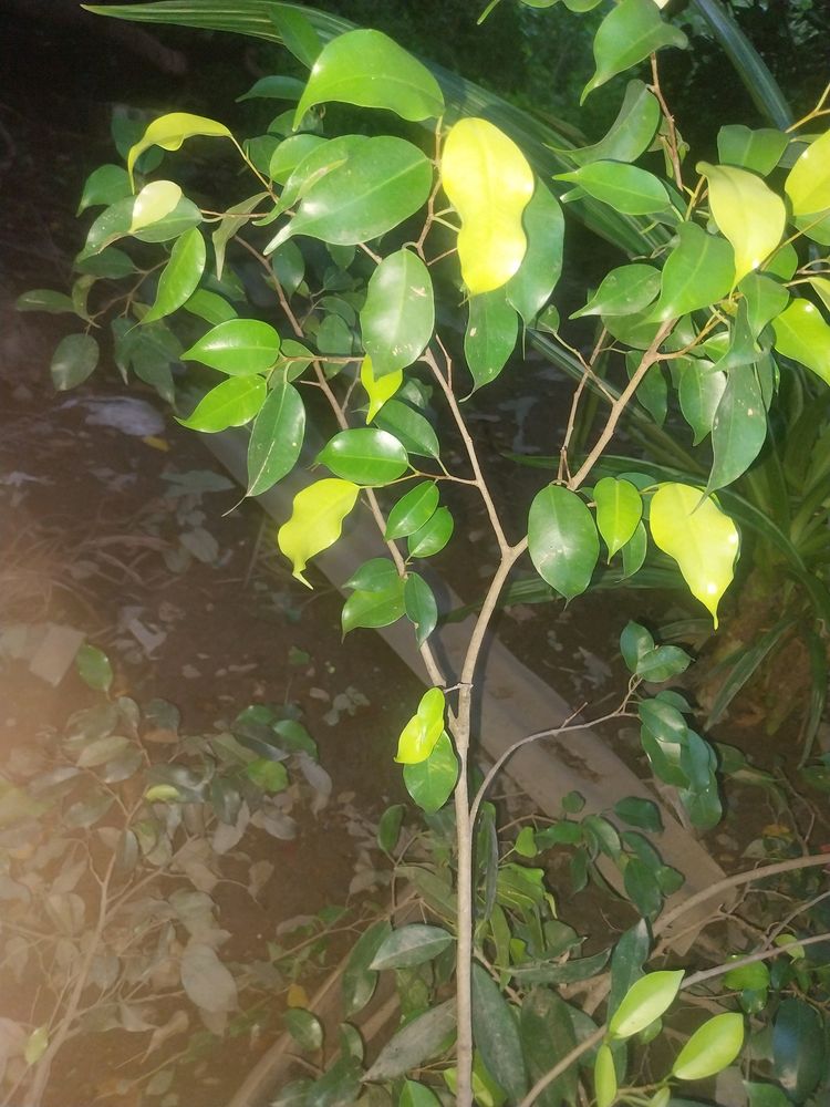 Ficus Benjamina