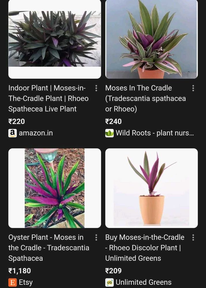 Sale 💥💥💥💥moses In Cradle Plant 🌿✨✨🌿potted🌿