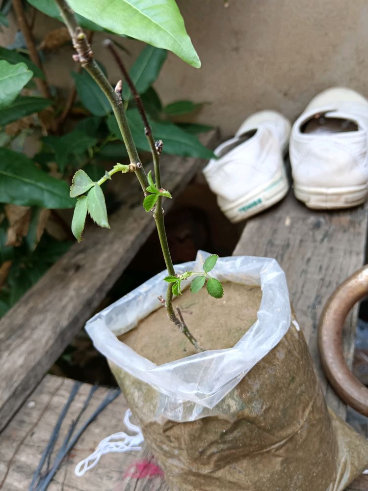 Desi Red Rose Stem