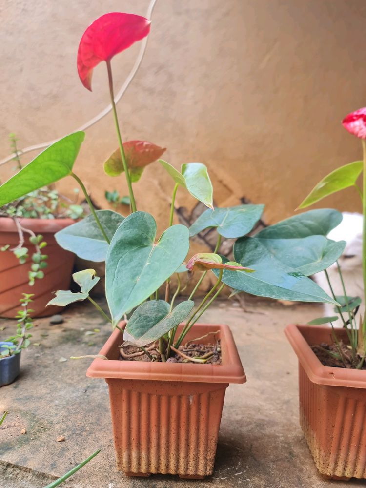 Anthurium Live Plant